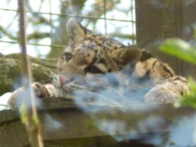 Wish there wasn't so much glare on this, but he's a clouded Leopard cub. My heart couldn't take it ♥